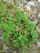 Pięciornik rozłogowy 2 szt 