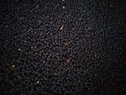 2 KG BRUKIEW KARPIEL KWAKI ( Poplon pasza kiełki)