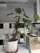 Kwiat bardzo duża monstera do odbioru osobistego