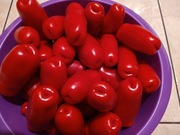 Pomidor Żygadło niski  10 nasion 