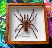 Pająk ptasznik w ramce Acanthoscurria geniculata XL