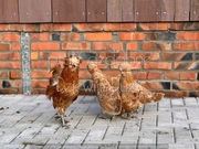 czubatki padewskie inne 30 ras jaja lęgowe i ptaki