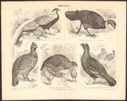 PTAKI ŁOWNE KURAKI litografia z 1888 roku ORYGINAŁ