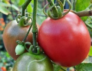 Pomidor De Barao nasiona kolekcjonerskie