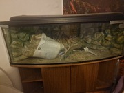 Akwarium narożne 300l 