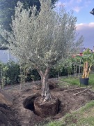 Drzewo oliwne Olea Oliwka 