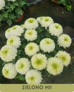 Chryzantemy wielkokwiatowe - doniczka