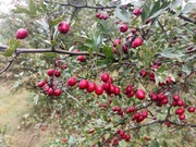 Głóg owoc suszony głogu z Bieszczad 1kg