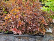 Pęcherznica kalinolistna Red Baron