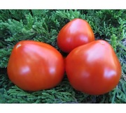 Pomidor Danko.  Rzadka odmiana. Mięsisty, niski