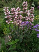 Penstemon naparstnicowy Penstemon digitalis 100