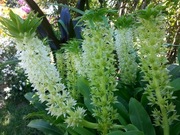 Eukomis lilia ananasowa 20 dużych nasion