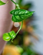 Monstera Siltepecana cięta szczyt