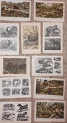 11 sztuk, stare litografie, grafiki, zwierzęta
