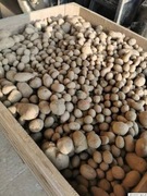 Ziemniaki paszowe 25 kg dla kur, królików 