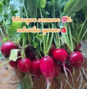 Rzodkiewka organiczna uprawa Pęczki XL ! Darmowa dostawa