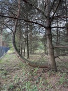 Działka zalesiona budowlana/rekreacyjna