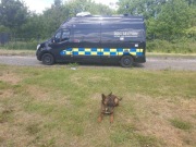 Licencjonowany transport zwierząt Europa i UK