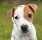 Jack Russell Terrier od # Smartie Jacks # suczka gotowa do odbioru