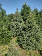 Pachnące CHOINKI na Święta JODŁY, ŚWIERKI, DAGLEZJE, SOSNY z EKO Plantacji