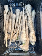 Pietruszka Korzeniowa Arat 5 kg