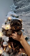 Yorkshire terrier piesek