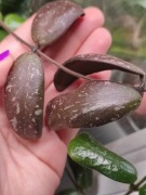 Hoya Sigillatis Round Leaves - (2 węzły - 2-4 liści) do ukorzenienia