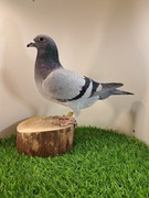 Gołębie pocztowe.Super materiał do rozpłodu . Knapik Piotr i Tomasz