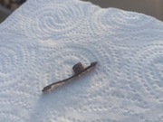 Część 2. -  Mauser 1910. - WH. 