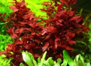Czerwona, łatwa, Ludwigia mini super Red  bez co2. Łodygowiec