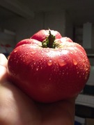 Earl's Fox pomidor kolekcjonerski