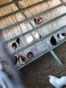 piękne, zadbane koguciki rasy Czwerek 