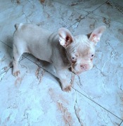 Buldog fancuski suczka isabela