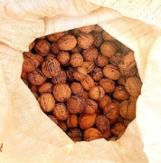 Orzech włoski, zbiór tegoroczny 