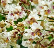 Catalpa żółtokwiatowa- sadzonka