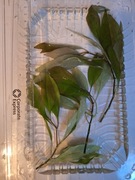 Hygrophila corymbosa 3 pędy