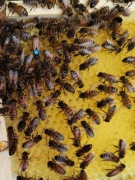 5+1 Buckfast VSH wys.11-12.05 matki pszczele jednodniowe Pasieka Wolinia 