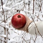 Mrozoodporna sadzonka Granatu - Granatowiec Właściwy "Hicaz" (do -20°C)