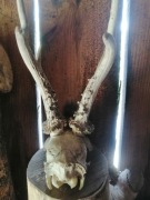 Trofeum myśliwskie, parostki rogacza