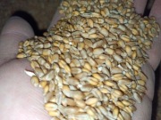 Pszenica ozima 1 kg pasza dla zwierząt