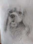 CAVALIER KING CHARLES SPANIEL 70 zł A4 OKAZJA