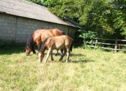 Klacz rasy zimnokrwistej ze źrebięciem