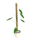 Palik tyczka z mchu 80/6 cm  łączony monstera