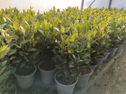 Liść laurowy sadzonki 