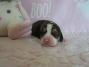 fantastyczne szczeniaki beagle ZKwP (FCI) ,