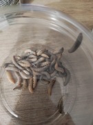 Mole woskowe Barciak większy 130 szt 