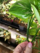 scindapsus white monster-cięty szczyt