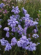 Czosnek Allium sikkimense dwarf form