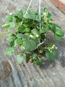 Truskawka powtarzająca doniczka wisząca 