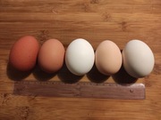 Jajko-jajka kurze wiejskie ekologiczneDOWÓZ GRATIS